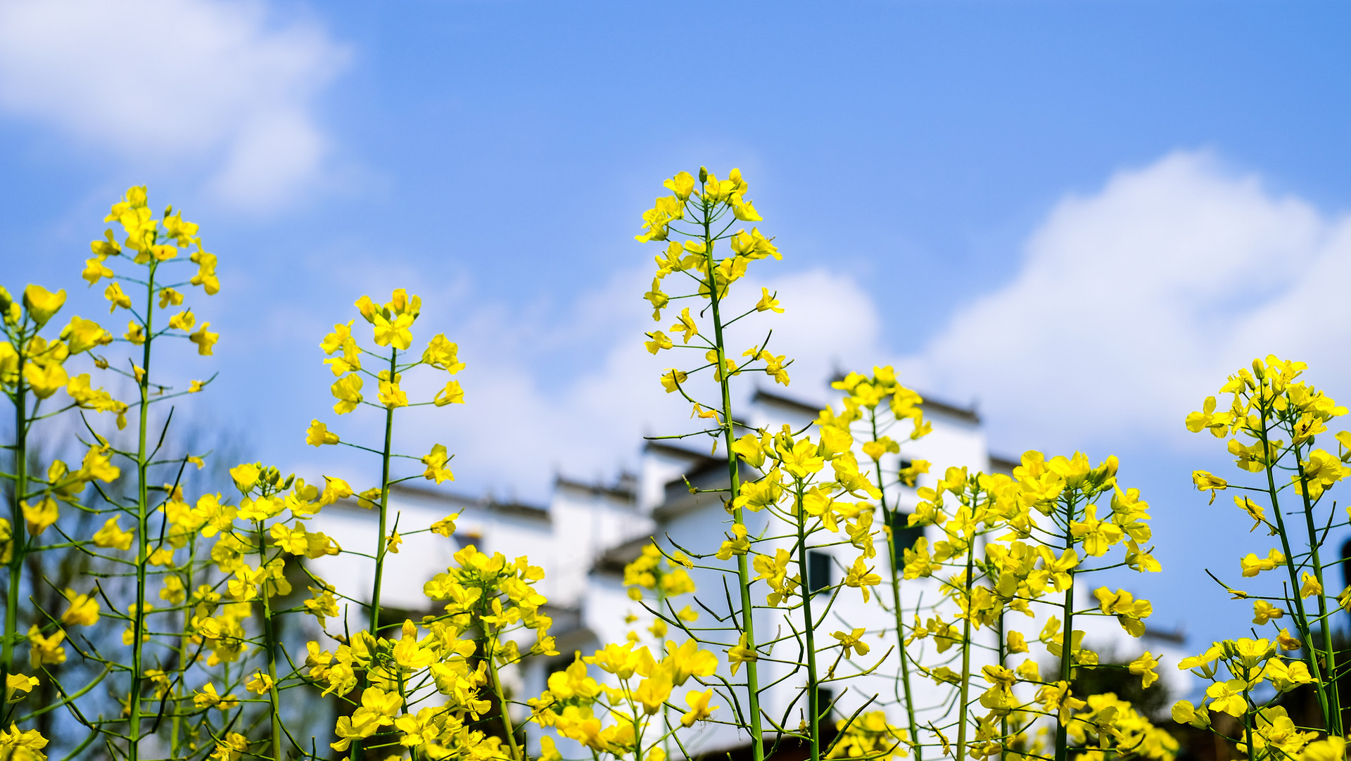 摄图网_500286966_banner_春季油菜花（企业商用）.jpg