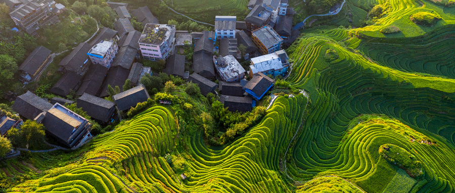 摄图网_501396450_wx_桂林龙脊梯田平安寨梯田（企业商用）.jpg